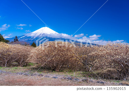 [富士山素材] 從白絲自然公園眺望富士山與三椏花 [靜岡縣] 135902015