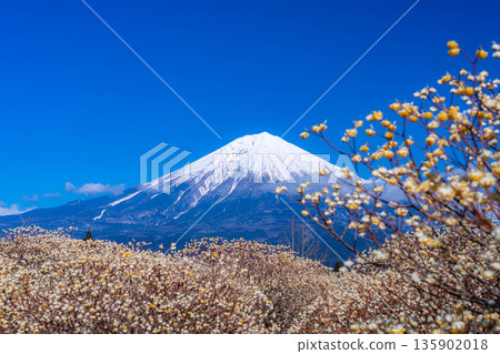 [Mt. Fuji material] Mt. Fuji and Mitsumata flowers as seen from Shiraito Natural Park [Shizuoka Prefecture] 135902018