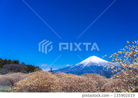 [Mt. Fuji material] Mt. Fuji and Mitsumata flowers as seen from Shiraito Natural Park [Shizuoka Prefecture] 135902019