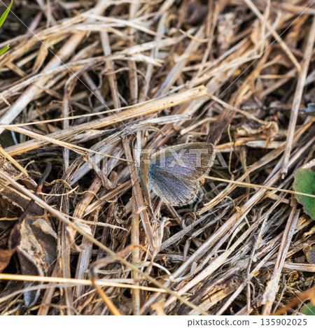 大和志美蝶，低溫型01，初冬時節棲息在枯草上 135902025