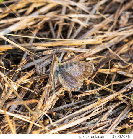 大和志津美蝶，低溫型02，初冬時節棲息在枯草上 135902026