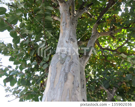 猿部樹 猿部樹 135902036