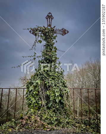 Natural background of the old cemetery. catholic or christian tombstone entwined with ivy and grass Natural background of the old cemetery. catholic or christian tombstone entwined with ivy and grass 135902187
