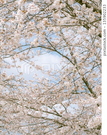 Cherry blossoms in full bloom and blue sky Cherry blossoms in full bloom and blue sky 135902233