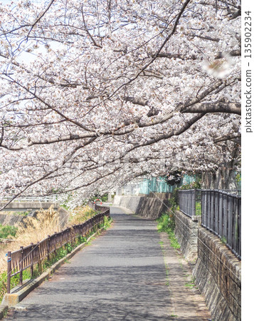 Walk the cherry tunnel Walk the cherry tunnel 135902234