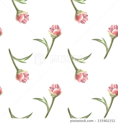 Seamless simple pattern peony buds and leaves. Hand-painted watercolor botanical illustration isolated on white for textile, packaging, stationery, wallpaper, branding, wedding design, romantic decor 135902252