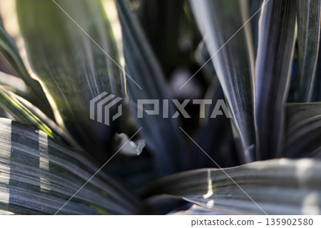 Dracaena Fragrans Leaf Close Up, A crisp documentary shot of Dracaena leaf in macro view, textured patterns catching light, ideal for botanical beauty ad or natural detail showcase. 135902580
