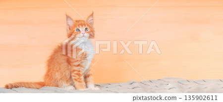 Cat Copy Space Background In Calming Coral Color Colour. Funny Curious Young Red Ginger Maine Coon Kitten Cat Close Up. Coon Cat, Maine Cat, Maine Shag. Amazing Pets Pet. Portrait On Backdrop In Cat Copy Space Background In Calming Coral Color Colour. Funny Curious Young Red Ginger Maine Coon Kitten Cat Close Up. Coon Cat, Maine Cat, Maine Shag. Amazing Pets Pet. Portrait On Backdrop In 135902611