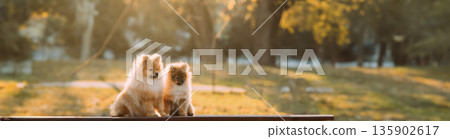 Two Young Red Puppy Pomeranian Spitz Puppy Dogs Sitting On Park Bench Outdoor Two Young Red Puppy Pomeranian Spitz Puppy Dogs Sitting On Park Bench Outdoor 135902617