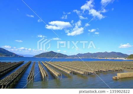 瀨戶內海沿岸遍布許多牡蠣養殖架(江田島市) 瀨戶內海沿岸遍布許多牡蠣養殖架(江田島市) 135902822