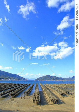 瀨戶內海牡蠣養殖(江田島市) 瀨戶內海牡蠣養殖(江田島市) 135902823