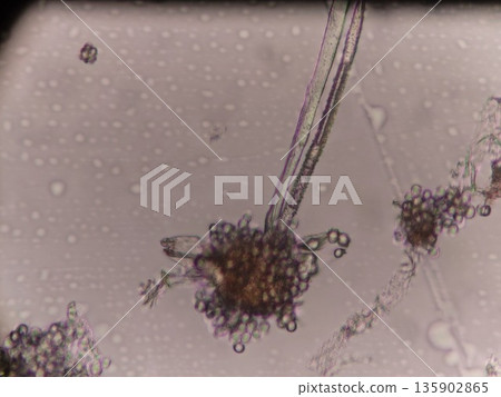 米麴菌的特寫 135902865