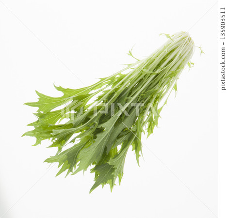 水菜 135903511