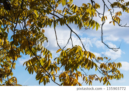 Early winter blue sky, clouds and ginkgo tree 06 135903772