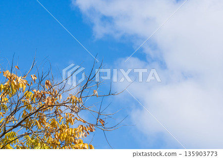 Early winter blue sky, clouds and ginkgo trees 10 135903773