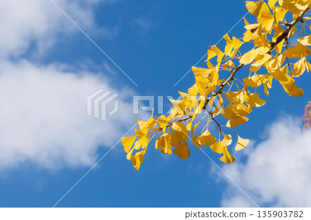 初冬的藍天、白雲和銀杏樹 24 135903782
