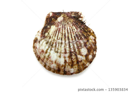 Scallop shellfish from Sanriku 135903834