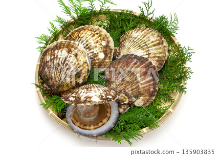 Sanriku scallops in a colander 135903835