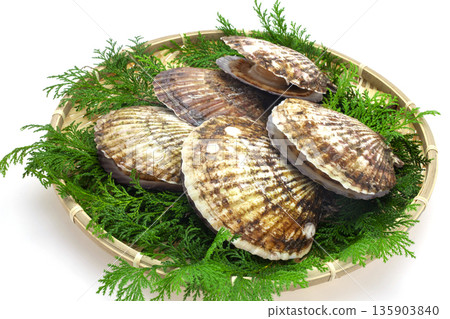 Sanriku scallops in a colander Sanriku scallops in a colander 135903840