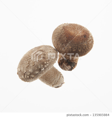 生香菇 生香菇 135903864