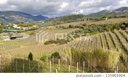 Landscape, panoramic vineyards in fall, winter against backdrop of mountains, blue skies in morning, and traditional houses. Agriculture in northern Italy, Europe. Landscape, panoramic vineyards in fall, winter against backdrop of mountains, blue skies in morning, and traditional houses. Agriculture in northern Italy, Europe. 135903904