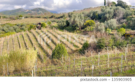 Landscape, panoramic vineyards in fall, winter against backdrop of mountains, blue skies in morning, and traditional houses. Agriculture in northern Italy, Europe. Landscape, panoramic vineyards in fall, winter against backdrop of mountains, blue skies in morning, and traditional houses. Agriculture in northern Italy, Europe. 135903905