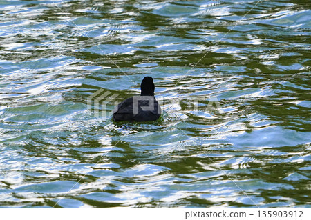 哦範 哦範 135903912