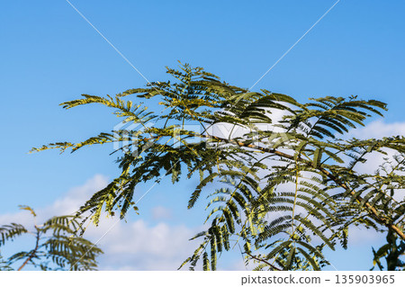 Clear blue winter sky and acacia leaves 03 Clear blue winter sky and acacia leaves 03 135903965