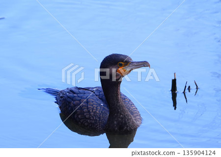 Cormorant Cormorant 135904124