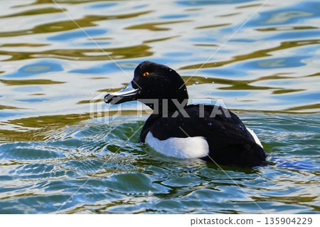 Kinkrochasshuro 135904229