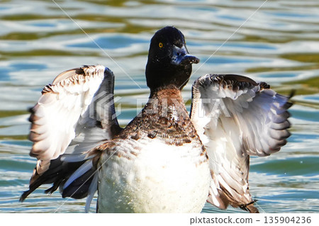 Kinkrochasshuro 135904236