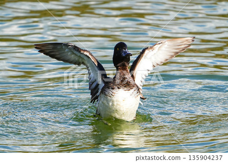 Kinkrochasshuro 135904237