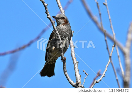 Bulbul Bulbul 135904272
