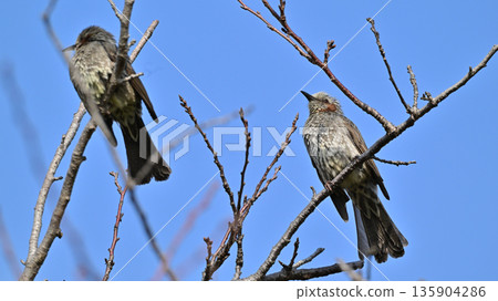 Bulbul Bulbul 135904286