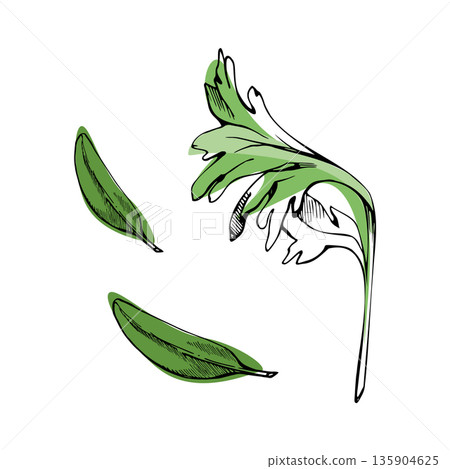 Parsley, celery, coriander sprig, olive or sage leaves hand drawn in ink with vector color accent. Herbal garnish element for spa labels, natural cosmetic packaging, and food pattern illustrations. 135904625
