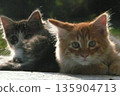 A pair of cute kittens looks three-dimensional in the backlight 135904713