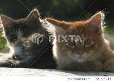A pair of cute kittens looks three-dimensional in the backlight A pair of cute kittens looks three-dimensional in the backlight 135904713