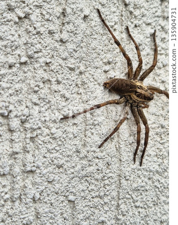 Large Wolf Spider (or Tarantula) on a Textured Wall 135904731