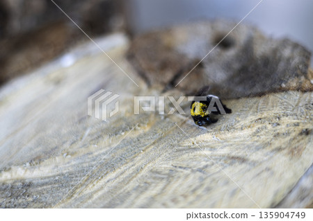 Dead Bee On Wooden Log, a close up photo capturing a lifeless bee resting on wood, symbolizing the fragile impact of rapid climate change. 135904749