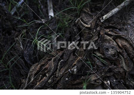 Fungus Eating Abandoned Wood On Soil, A detailed photo of fungus eating , white mycelium spreading across decayed timber in damp forest light, nature decay or decomposition documentary. Fungus Eating Abandoned Wood On Soil, A detailed photo of fungus eating , white mycelium spreading across decayed timber in damp forest light, nature decay or decomposition documentary. 135904752