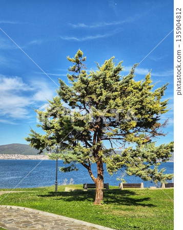 Evergreen Tree Beside Ancient Stone Tower Ruins with a Blue Seascape. Evergreen Tree Beside Ancient Stone Tower Ruins with a Blue Seascape. 135904812