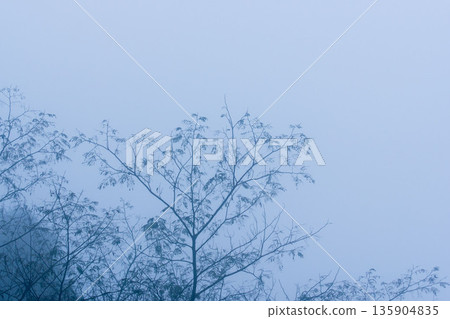 Autumn mountains: trees covered in mist 02 Autumn mountains: trees covered in mist 02 135904835