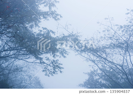 秋日山巒：樹木籠罩在薄霧之中 03 135904837