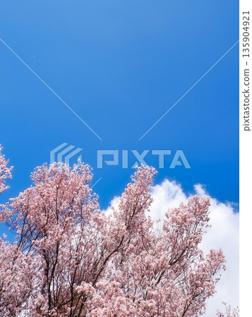 Vertical landscape of cherry blossom branches against a beautiful blue sky Vertical landscape of cherry blossom branches against a beautiful blue sky 135904921
