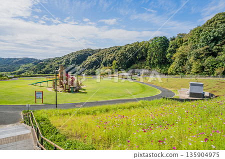 袋井市(靜岡縣)三川夢之岡公園的波斯菊風景 袋井市(靜岡縣)三川夢之岡公園的波斯菊風景 135904975