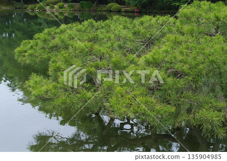 Karasaki Pine of Kasumigaike Pond in Kenrokuen Karasaki Pine of Kasumigaike Pond in Kenrokuen 135904985