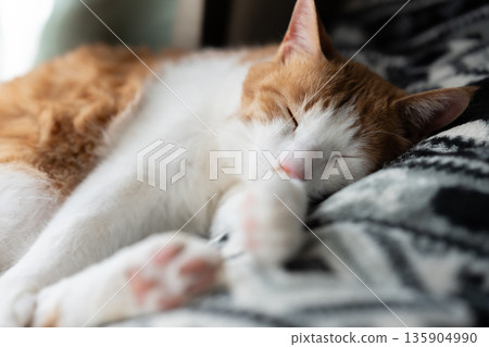 睡貓棕虎白 睡貓棕虎白 135904990