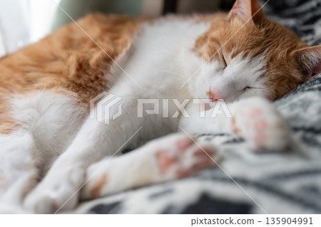 Sleeping cat brown tiger white 135904991