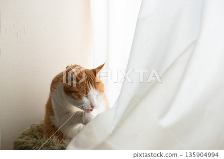 Brown tabby and white cat grooming itself by the window Brown tabby and white cat grooming itself by the window 135904994