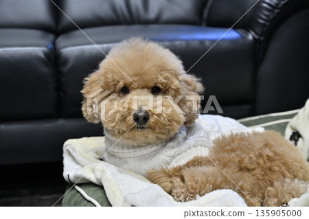 玩具貴賓犬在狗狗床上放鬆休息 135905000